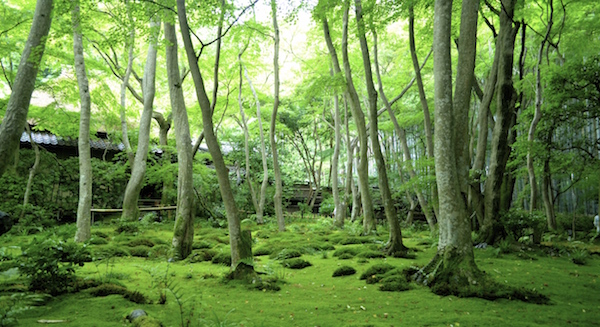 arashiyama-gioji-moss