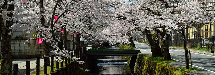 kinosaki-onsen-cherry-blossom